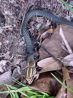 Snake eating frog