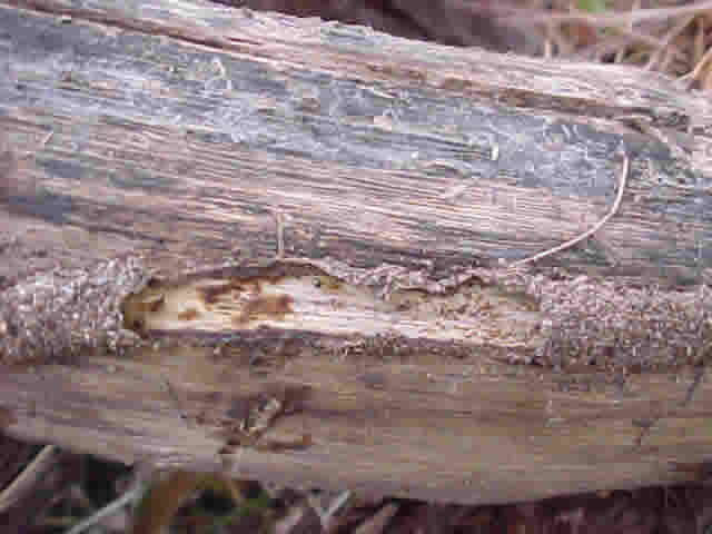 An inside look at a termite highway