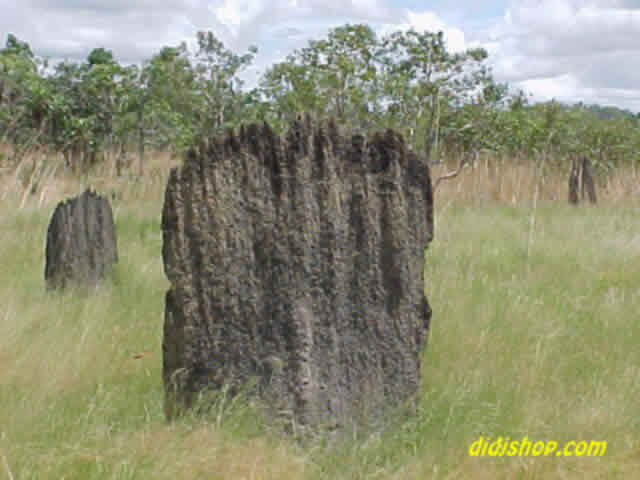 Smart Termites