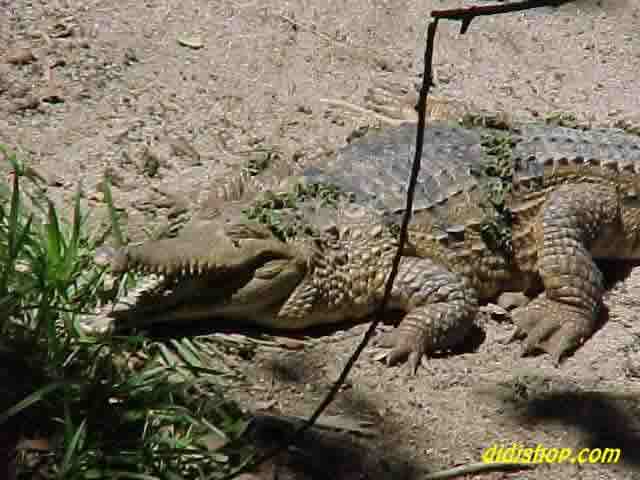 Salt Water Crocodiles