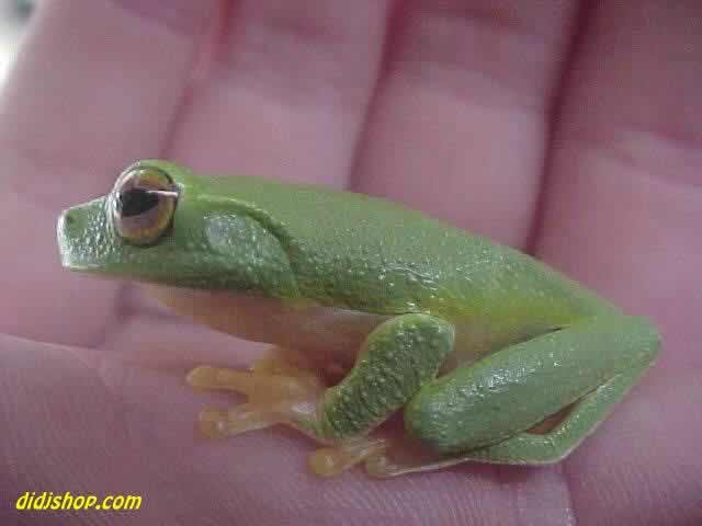 Tree Frog in the palm of a hand